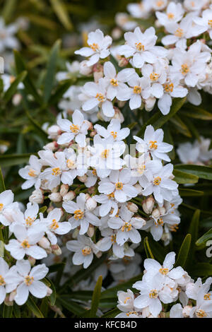 Nahaufnahme der Choisya Aztec Perle Blüte im Frühjahr, England, UK Stockfoto