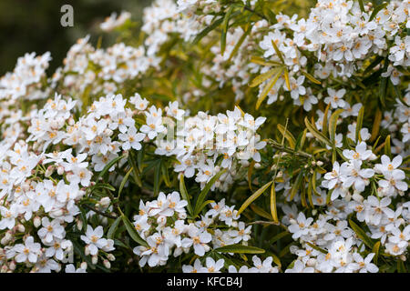 Nahaufnahme der Choisya Aztec Perle Blüte im Frühjahr, England, UK Stockfoto