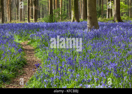 Pfad durch die Bluebells (Hyacinthoides non-scripta), die im Frühjahr in West Woods, Lockeridge, Wiltshire, England, Großbritannien, blühen Stockfoto