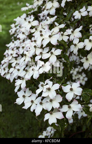 Nahaufnahme Cornus kousa var. chinensis blüht in einem englischen Garten, England, UK Stockfoto