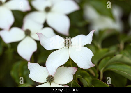 Nahaufnahme Cornus kousa var. chinensis blüht in einem englischen Garten, England, UK Stockfoto