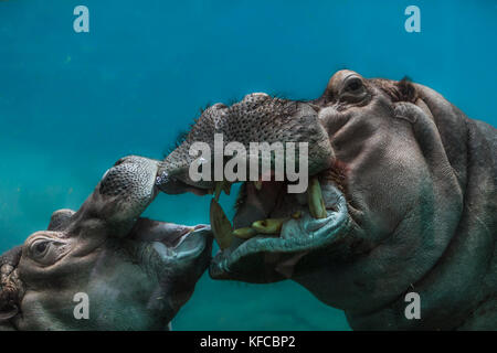 Hippo im Zoo von San Diego, Ca us Stockfoto