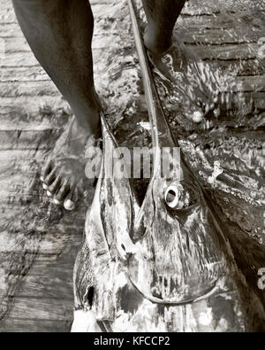 Fidschi, Mann, 270 Pfund Schwarzer Marlin auf der Rückseite ein Fischerboot im nördlichen Lau Inseln (b&w) Stockfoto