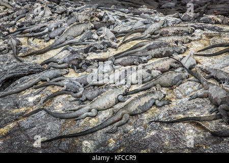 Galapagos, Ecuador, Meerechsen heraus hängen auf den Felsen auf Fernandina Insel Stockfoto