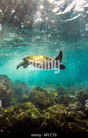 Galapagos, Ecuador, die Insel Isabela, Punta vicente Roca, eine Meeresschildkröte Gesehen beim Schnorcheln in den Gewässern um die Insel Isabela Stockfoto