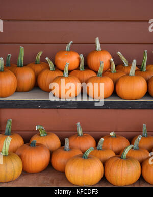 Organische Kürbisse - Port Townsend, WA, USA Stockfoto
