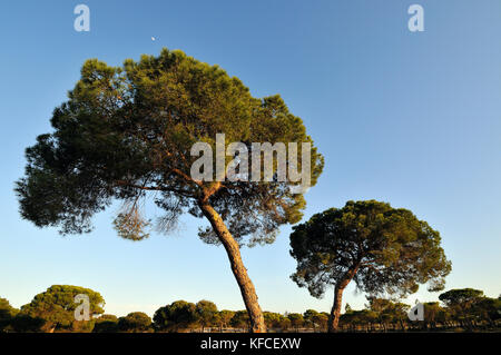 Pinien in Alcácer do Sal. Alentejo, Portugal Stockfoto