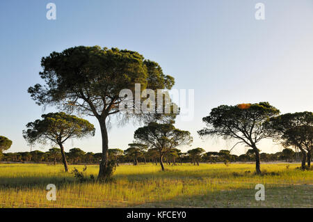 Pinien in Alcácer do Sal. Alentejo, Portugal Stockfoto