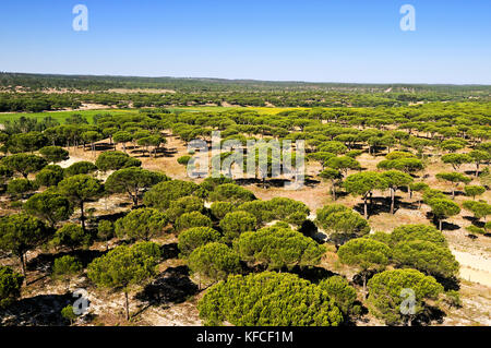 Pinien in Alcácer do Sal. Alentejo, Portugal Stockfoto