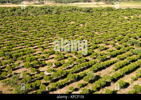 Pinien in Alcácer do Sal. Alentejo, Portugal Stockfoto