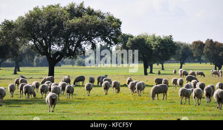 Steineichen und eine Herde Schafe in Alentejo, Portugal Stockfoto