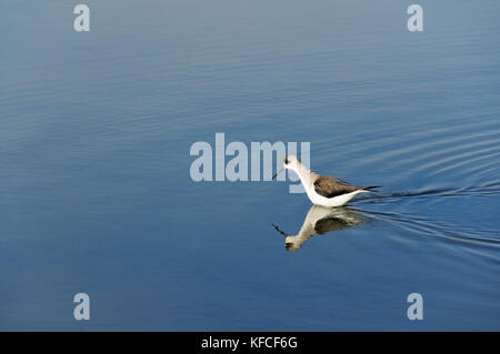 Schwarzflügelige Neigung (Himantopus himantopus) in den Sümpfen des Naturreservats der Sado-Mündung. Zambujal, Portugal Stockfoto