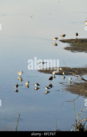 Schwarzflügelige Stengelpfeife (Himantopus himantopus) und Schwarzschwanzgottwits (Limosa limosa) in den Sümpfen des Naturreservats der Sado-Mündung. Zambujal, Portu Stockfoto