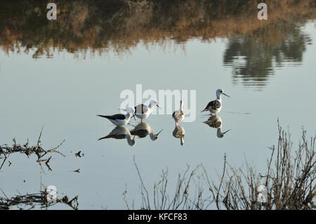 Schwarzflügelstelze (Himantopus himantopus) in den Sümpfen des Naturreservats der Sado-Mündung. Zambujal, Portugal Stockfoto