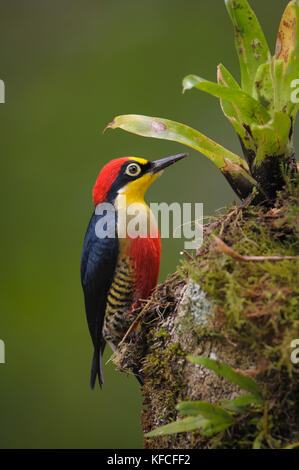 Eine bunte Männchen gelb-fronted Specht (melanerpes flavifrons) von den atlantischen Regenwald von se Brasilien Stockfoto