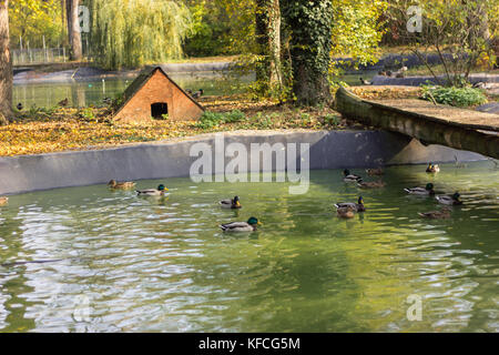 Enten im Wasser oder den Fluss in vielen verschiedenen Farben in der Nähe der Brücke am Ufer ist ein kleines Haus Stockfoto