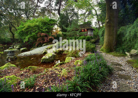 Einen schönen Garten im japanischen Stil pinetum Gärten gepflegt in St Austell Cornwall mit einem Teich und einer gepflegten Büschen und Wasserspiele im Herbst. Stockfoto