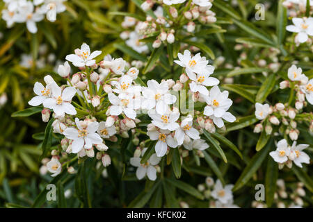 Nahaufnahme der Choisya Aztec Perle Blüte im Frühjahr in einem englischen Garten, England, Großbritannien Stockfoto