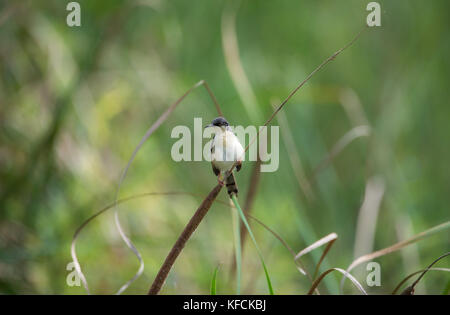 Ashy prinia Vogel thront auf einem Gras Pflanze Stockfoto