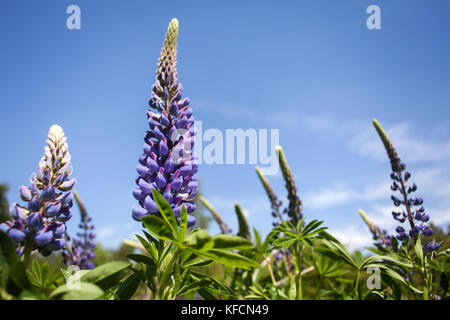 Gruppe von hohen lupinen mit lila Blüten gegen den tiefblauen Himmel während der britischen Sommerzeit. ländliche Szene. Lupinus blühende Pflanzen wächst wild in der Natur Stockfoto