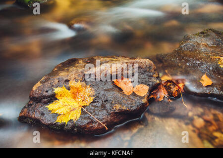 Stein im Fluss Kamenice im Herbst mit langen Belichtung, Böhmische Schweiz, Tschechische Republik Stockfoto