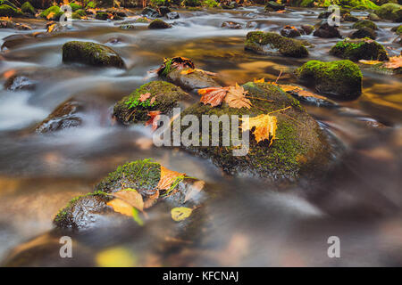 Blätter auf Steine im Fluss Kamenice im Herbst mit langen Belichtung, Böhmische Schweiz, Tschechische Republik Stockfoto