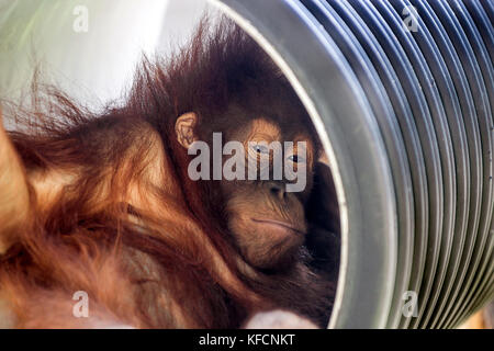 Gezähmt Orang-utans, die sich in der Nähe der Häuser der Insel Borneo, Kalimantan, Indonesien Stockfoto