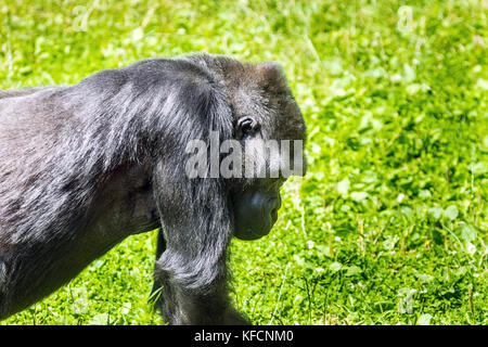 Westlicher Flachlandgorilla. auf Gras im Sommer. Äquatorial Afrika. Stockfoto