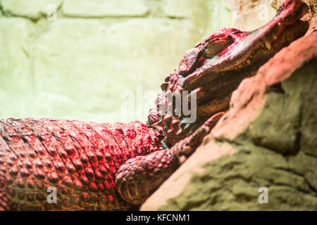 Spectacled Kaiman, Caiman crocodilus, einzelnes Tier Kopf geschossen unter eine Infrarotlampe, Brasilien Stockfoto