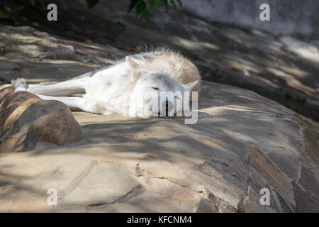 Weibliche polar wolf gerettet aus der Falle, für immer lahm Links, gläubigen Menschen blieb Stockfoto