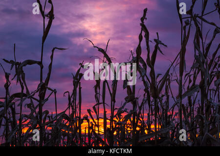 Eine Nahaufnahme der trockene Maisstängel und Blätter gegen eine bunte Lila, Orange und Gelb Herbst Sonnenuntergang Silhouette. Stockfoto