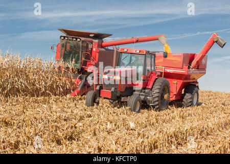 Ein Mähdrescher Ernten von Mais gleichzeitig lädt einen Getreidewagen mit einem Traktor an einem sonnigen Tag auf einem Hügel gezogen. Stockfoto