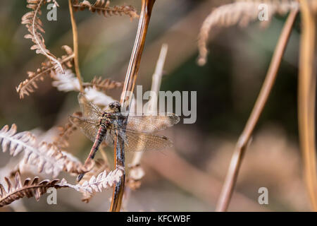 Atemberaubende Dragonfly Close up Stockfoto