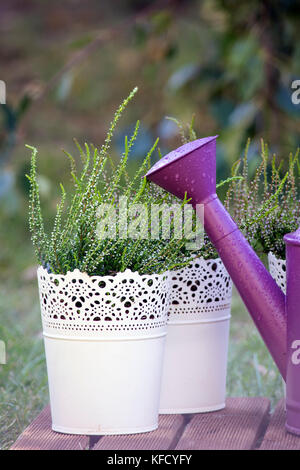 Junge heathers im weißen Blumentöpfen. calluna vulgaris in einem Topf auf dem Balkon Stockfoto