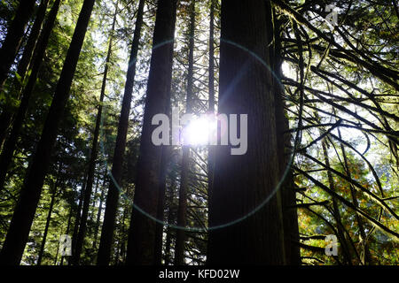 Die Baumkronen in der Lynn Valley Nature Reserve in Vancouver. Stockfoto