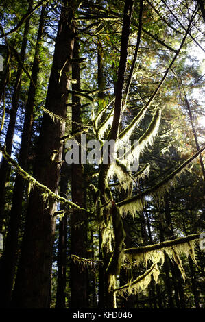 Die Baumkronen in der Lynn Valley Nature Reserve in Vancouver. Stockfoto