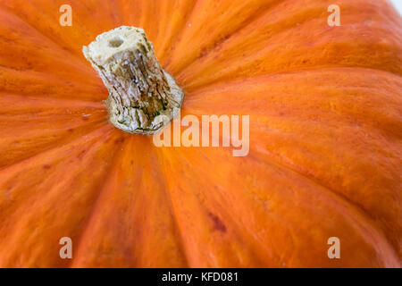Blick von oben auf ein helles Orange Squash, Textur und Rauheit der Haut und Stammzellen. Stockfoto