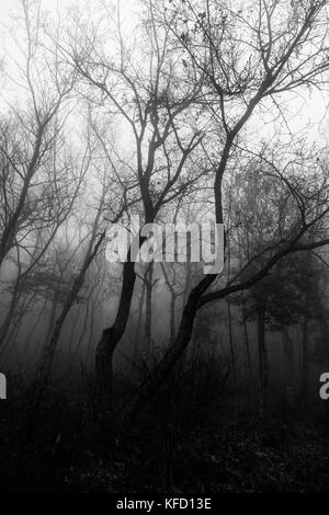 Blick auf die Bäume in der Mitte eines Holz, mit Dunst und Nebel, dunkle und geheimnisvolle Stimmung Stockfoto