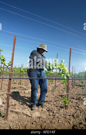 USA, Kalifornien, Healdsburg, Weinberg Arbeitnehmer bei Quivira Weinberg in Sonoma County Stockfoto