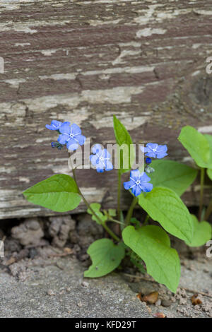 Nahaufnahme der wilden Vergiss mich nicht Blumen in einem Garten mit natürlichen Vintage Holz Hintergrund und Copyspace. Stockfoto