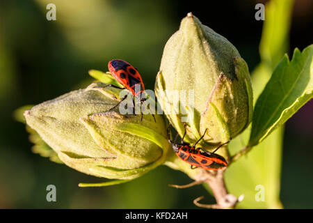 Nahaufnahme der beiden brandstifter auf geschlossenen Knospen der Rhododendron mit Narural grünen Hintergrund. Selektive konzentrieren. geringe Tiefenschärfe. Stockfoto