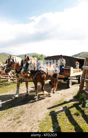 Usa, Wyoming, Lager, cowboy fährt ein Team von belgischen Pferde ziehen einen Wagen, abara Ranch Stockfoto