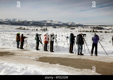 USA, Wyoming, Yellowstone National Park, Wolf - Beobachter Line Up auf der Seite von Blacktail Plateau fahren Sie ein Stück zu sehen, Blacktail Rotwild Plateau Stockfoto