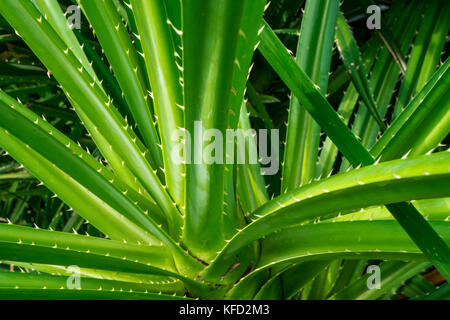 Pandanus tectorius, Pandanus Odoratissimus Baum mit natürlichem Sonnenlicht am Morgen. Pflanzliche für diuretikum und ein Fieber zu entlasten. Stockfoto