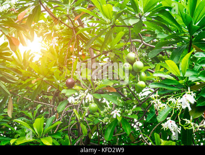 Cerbera odollam (Selbstmord Baum, Pong Pong, othalanga) Baum mit flare Licht. Stockfoto