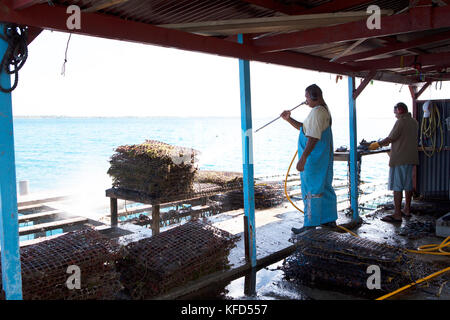 Französisch Polynesien Tahaa Island. Reinigung Austern zu einem Pearl Farm. Stockfoto