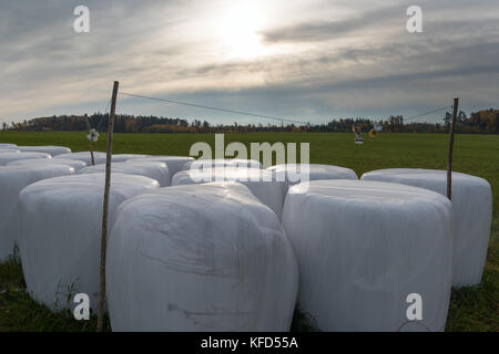 Silage rollt auf Feld im Herbst. Stockfoto