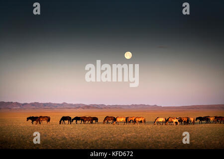 Die Mongolei, Wüste Gobi, wilde Pferde unter dem Vollmond am Morgen Stockfoto