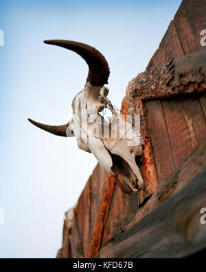 USA, Montana, Bullenschädel über einer Scheunentür, Mountain Sky Guest Ranch Stockfoto