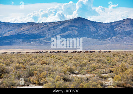 Usa, Nevada, Brunnen, mustang Monument, einer nachhaltigen Luxus Eco Resort und für wilde Pferde bewahren, das ist die Heimat von 650 gerettet Mustangs, die Stockfoto